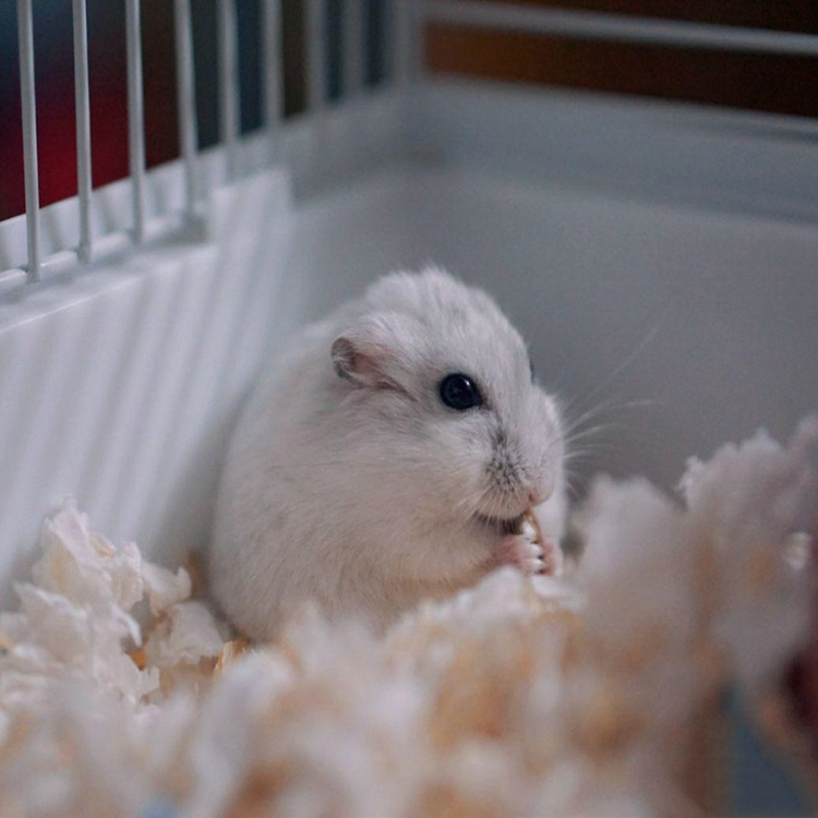 仓鼠从多大开始有领地意识,小黑仓鼠第一次成为鼠王