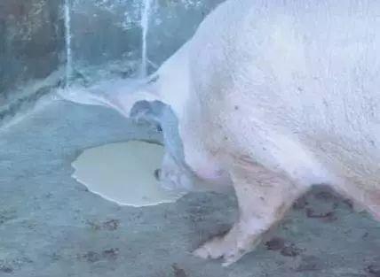 猪呕吐是什么原因,猪呕吐黄色粘稠状的液体怎么回事