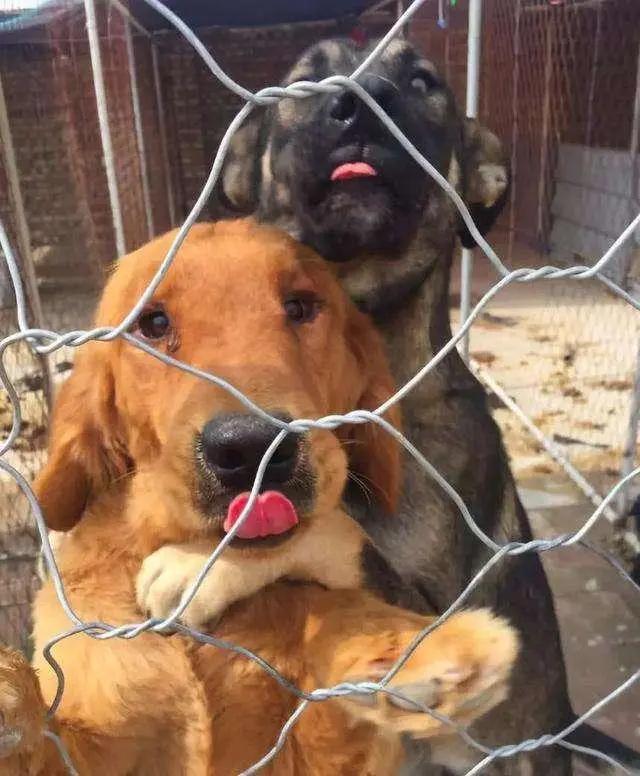 狗狗不停舔嘴巴舔鼻子,狗狗喜欢舔人的视频