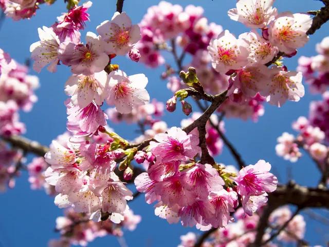 贵州樱花园平坝旅游,贵州平坝樱花好玩吗