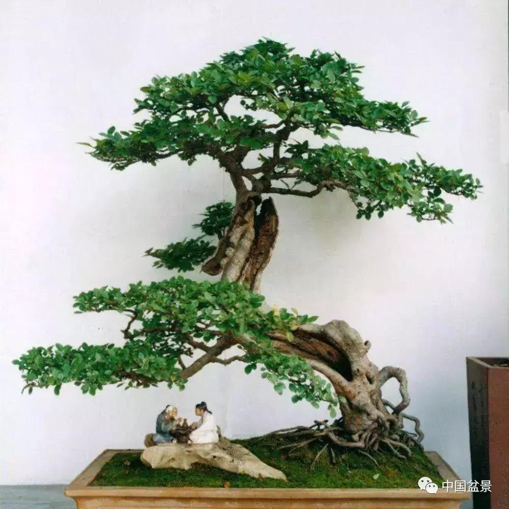 盆景植物最好养的,好养易活的盆景植物有哪些