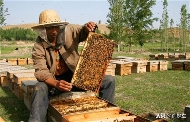 怎样才能养好蜜蜂和繁育蜂王,怎样才能养好蜜蜂视频
