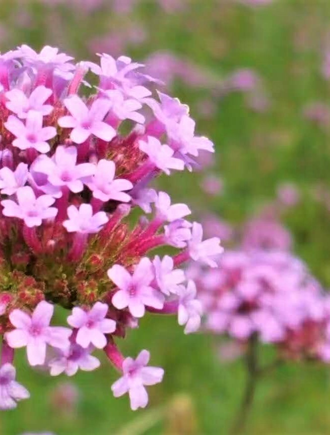 大连铭湖牧场十一还值得去吗,大连铭湖牧场多大面积