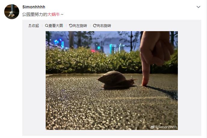 网红蜗牛的危害,非洲大蜗牛千万别让孩子碰