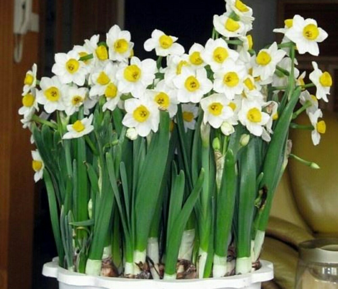 水仙高贵典雅，出现“哑花”影响观赏性，应如何预防？