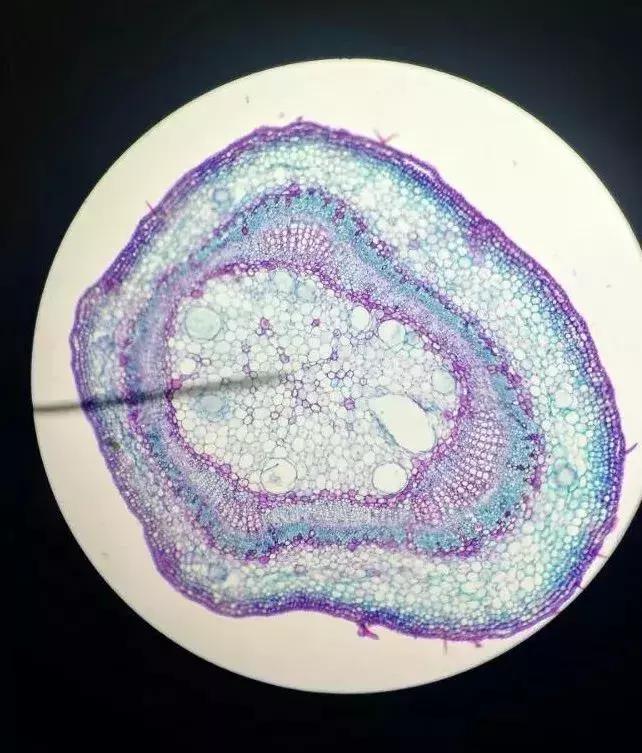 高考志愿填报中南大学,为啥高考志愿倾向报本省