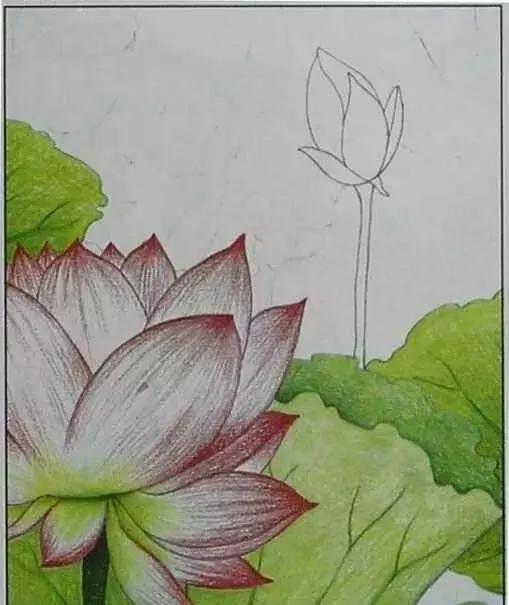 画荷塘与荷花,画一张美丽的荷塘画