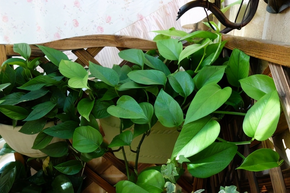 绿萝怎么样养才能长得大长得好,绿萝怎么养比较长得快