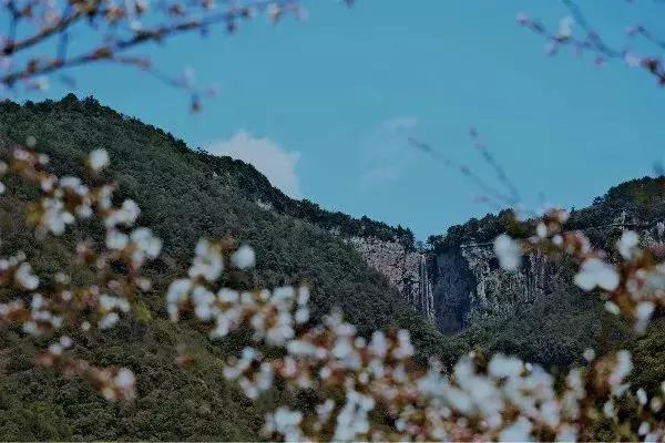 奉化樱花公园,奉化樱花谷