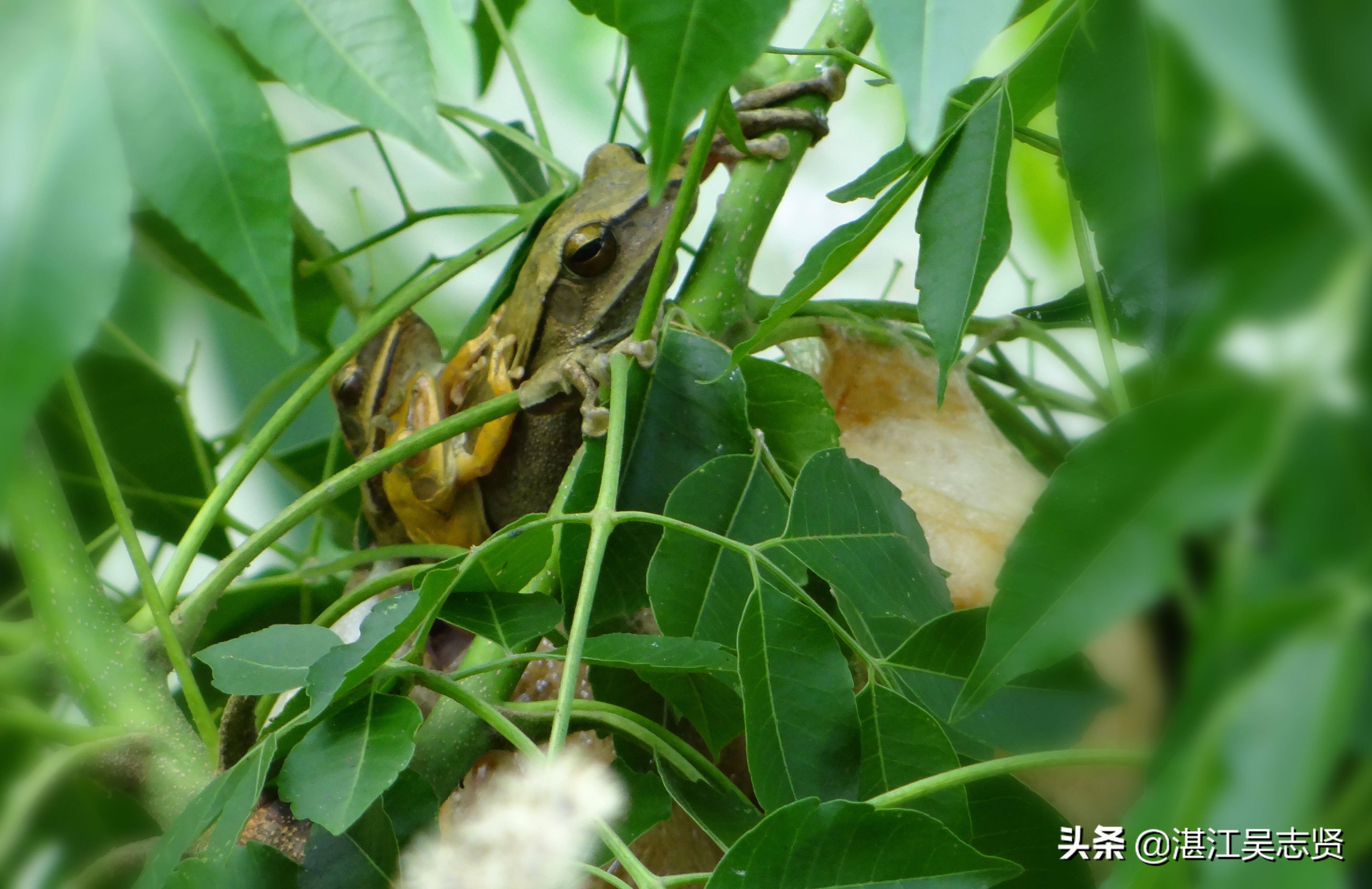 蛙怎样繁衍的全过程,蛙如何交配繁殖后代