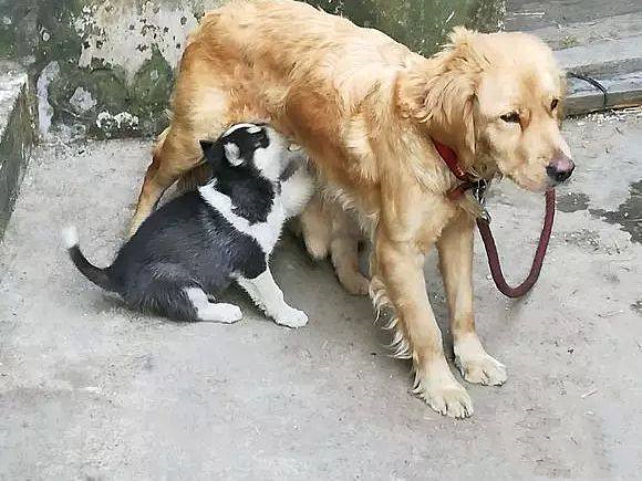 金毛正在喂奶，邻居却发现混入只不明生物，看清后直言要收费