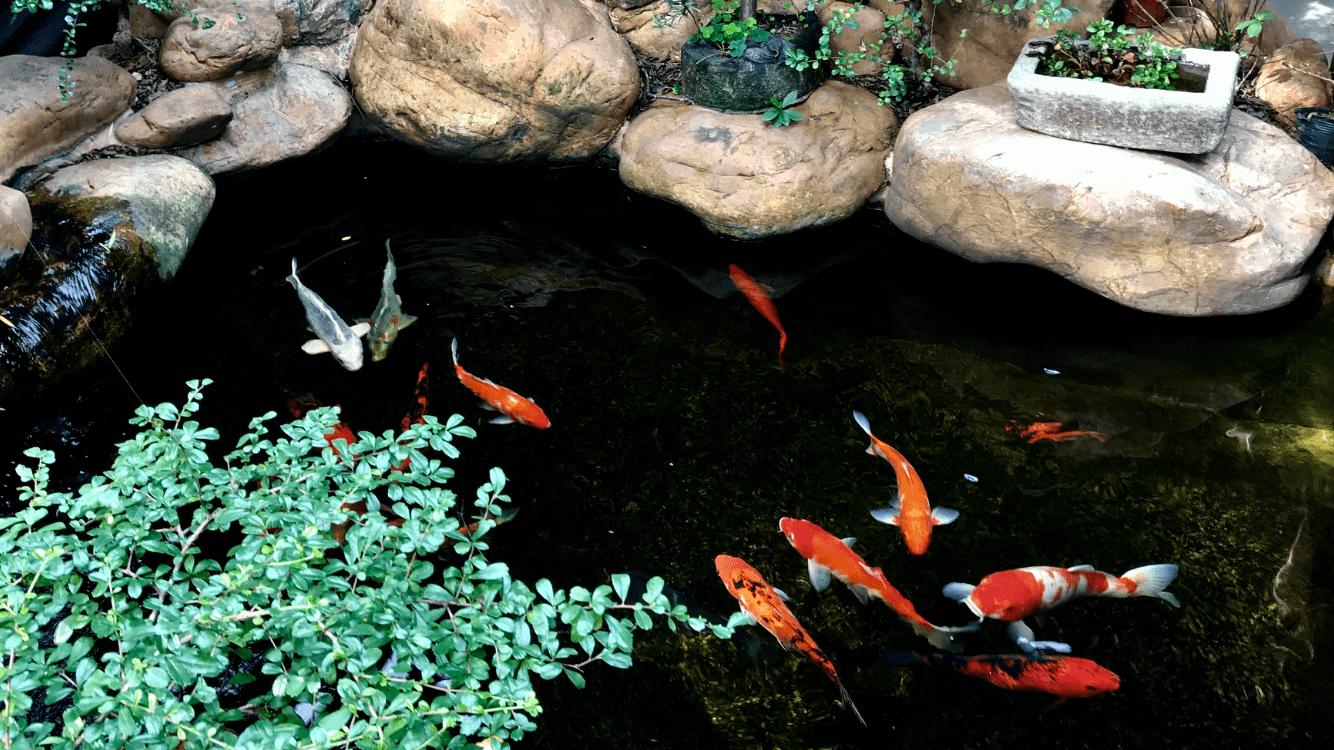 建鱼池要注意哪些细节,新建鱼池问题