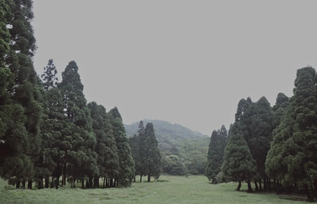 广西森林露营最佳的十大地点,广西高峰森林公园星空露营