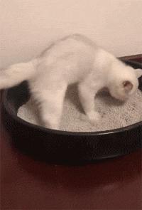 养猫包包,养猫保健药