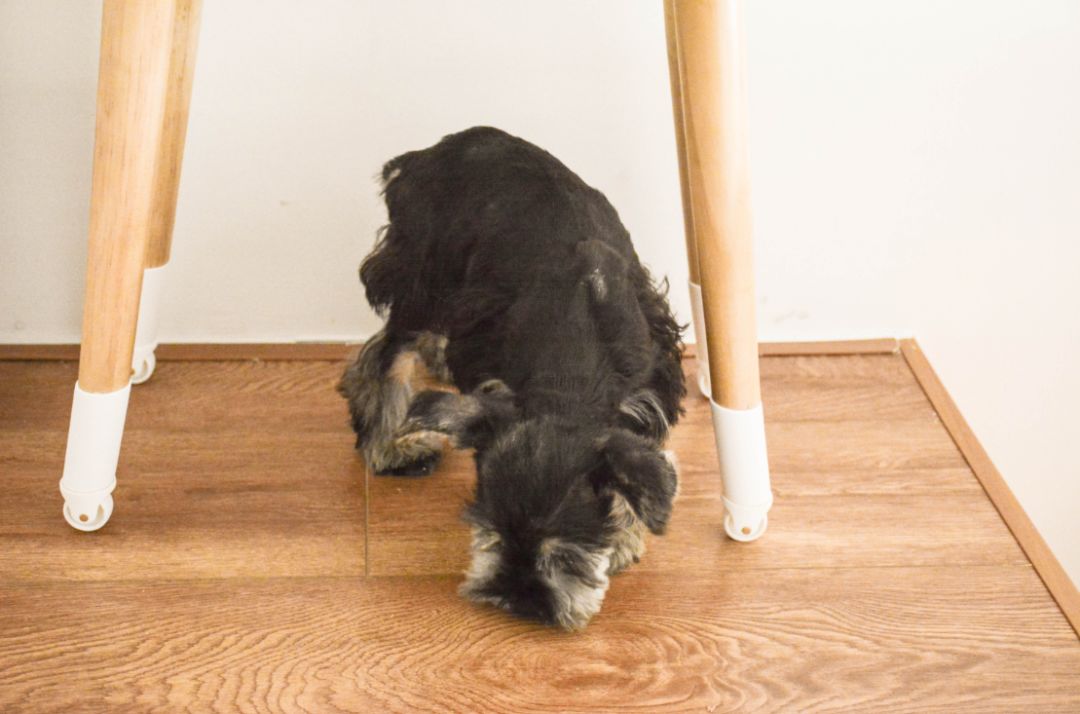 未来5年宠物智能产品,宠物产品logo设计