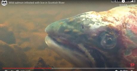 外媒曝光了挪威三文鱼养殖真相吗,挪威三文鱼养殖环境恶劣新闻