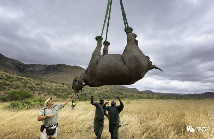 四脚倒挂吊上天运800英里？人类这般虐犀牛，背后的原因听了心酸