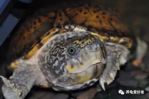养龟环境该怎么弄,新手养龟要注意龟的哪些事项