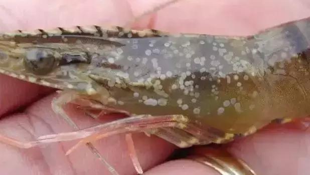 对虾白斑病对罗氏沼虾有影响吗,对虾白斑病来袭养殖户该如何预防