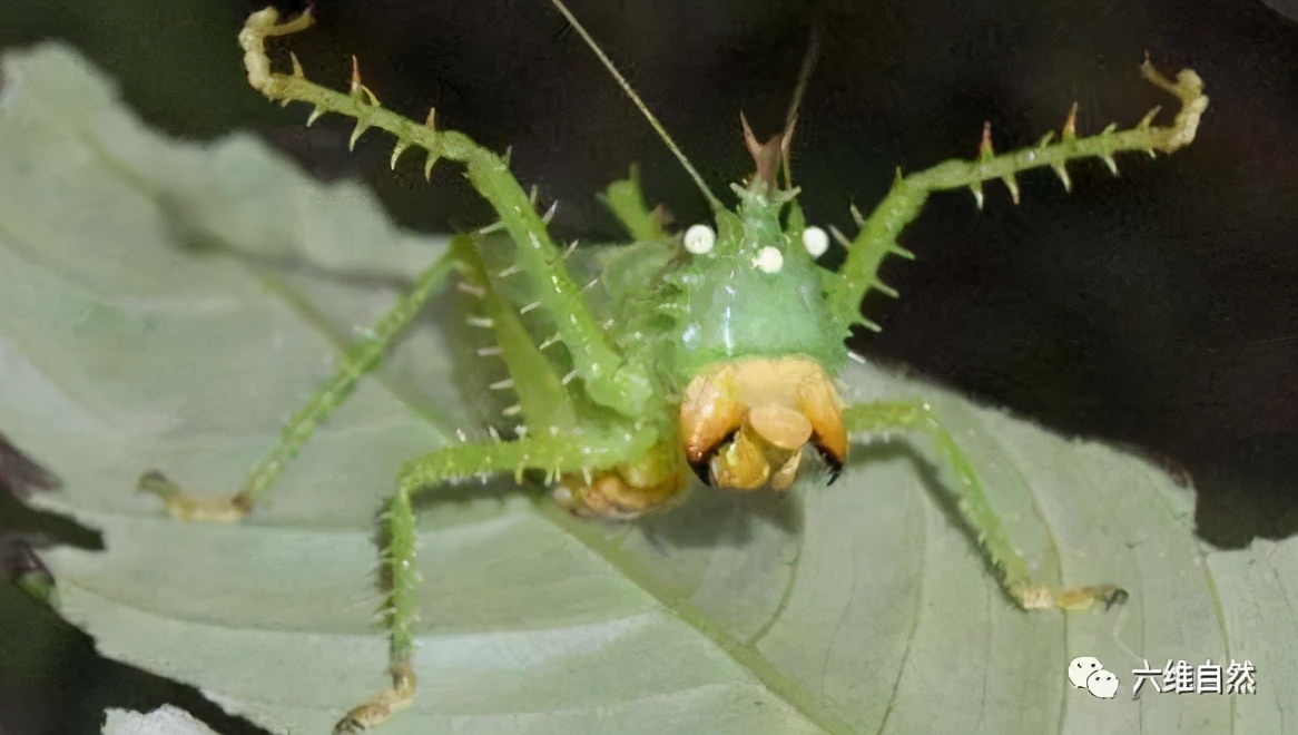世界上有什么凶猛的昆虫,世界上最可怕最凶猛的昆虫