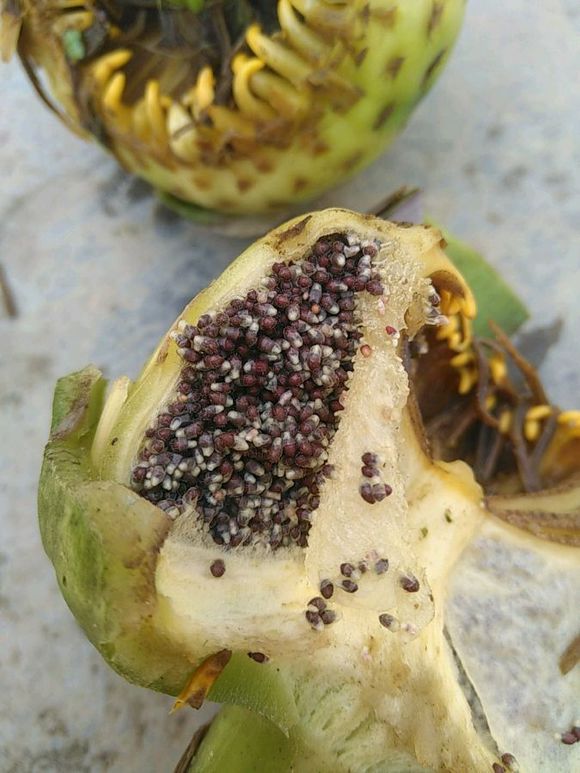 睡莲开花的方法和注意事项,睡莲夏天为什么不开花