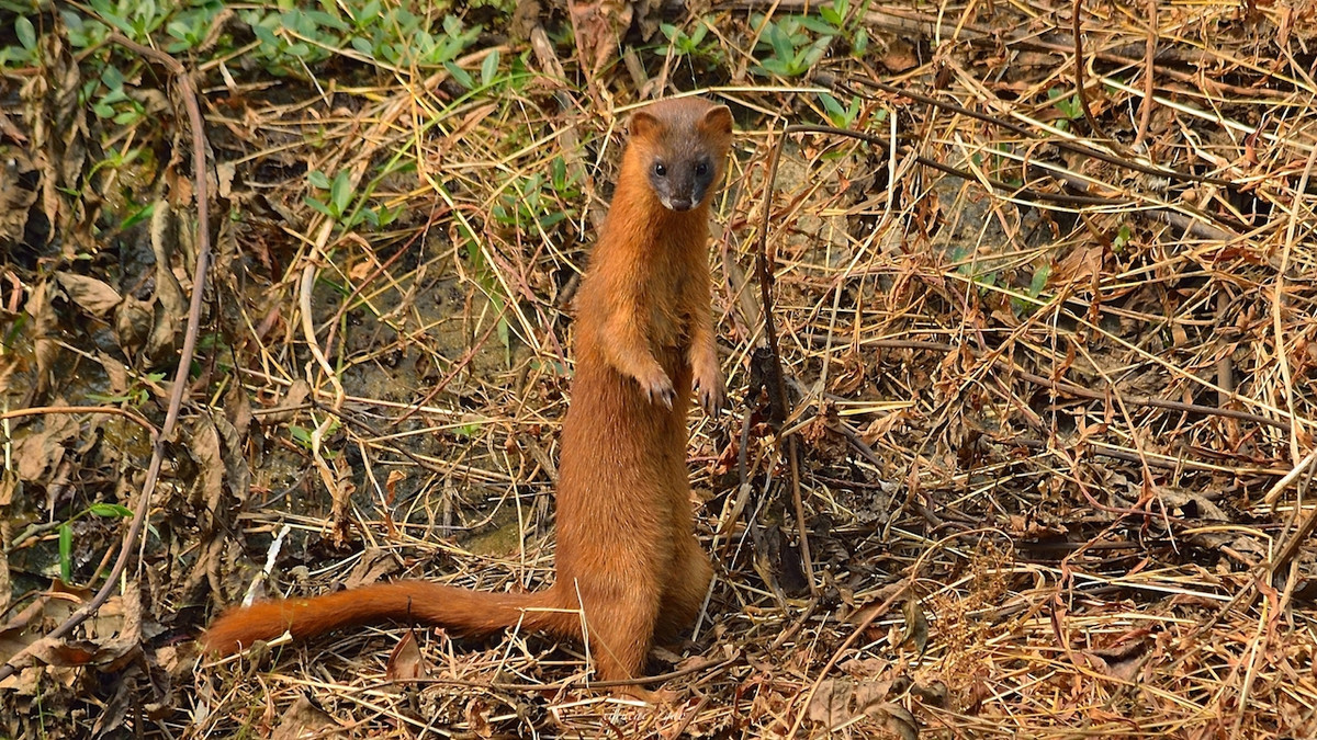黄鼠狼全身是宝为何无人敢养殖,黄鼠狼浑身都是宝为何无人养殖