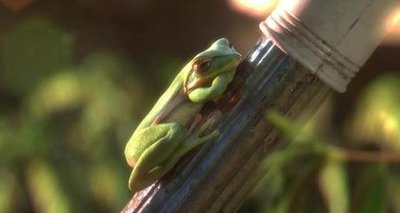 悬疑动画《花园派对》：动物狂欢背后隐藏着细思密恐的人性真相