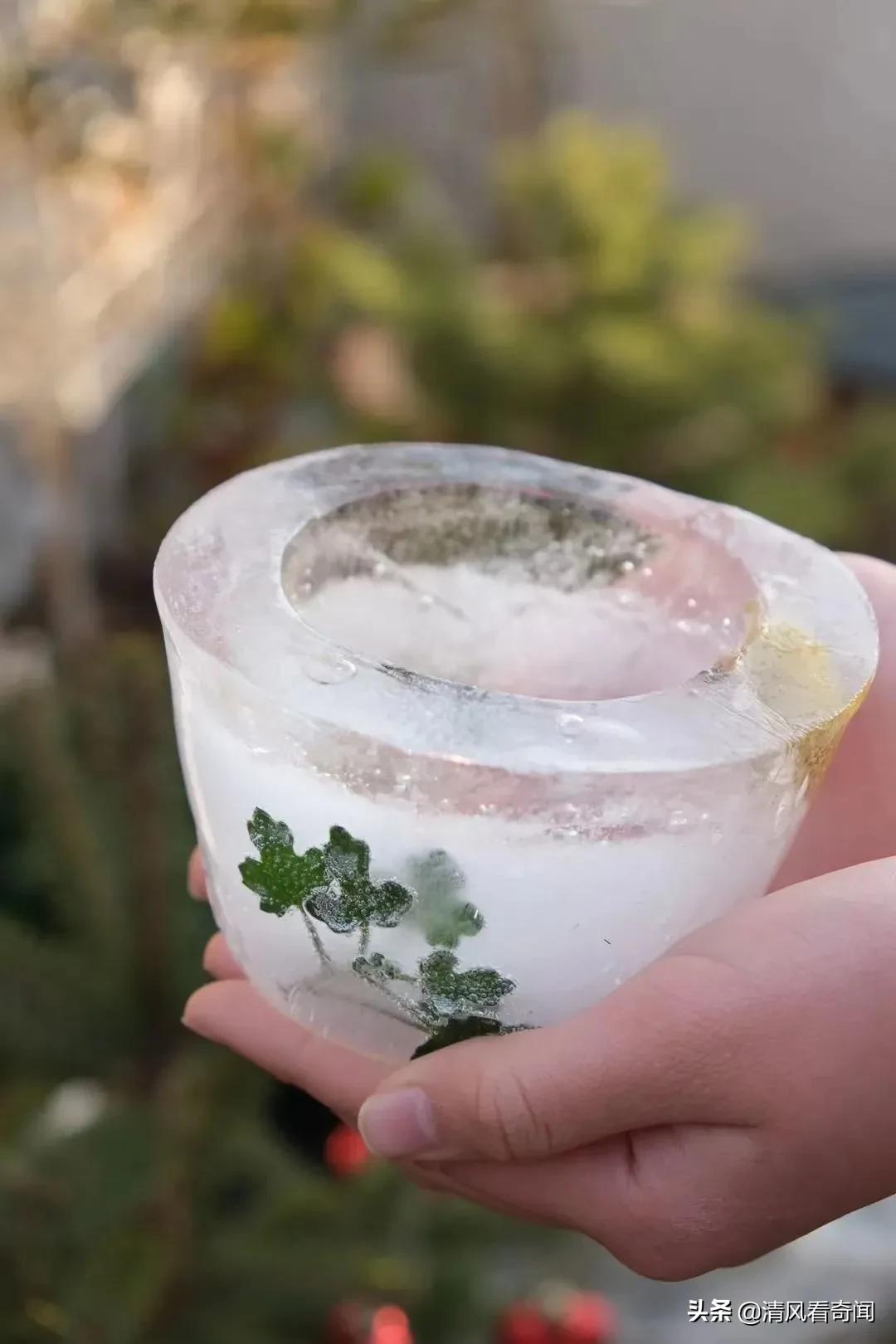 冻冰花美篇,冻冰花的美篇