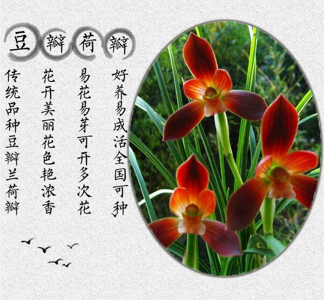 养花的人来看看,此花获得兰花“金奖”,誉为:中国兰花第一红