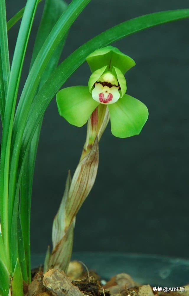 每日一品中药材,每日一品隶书作品