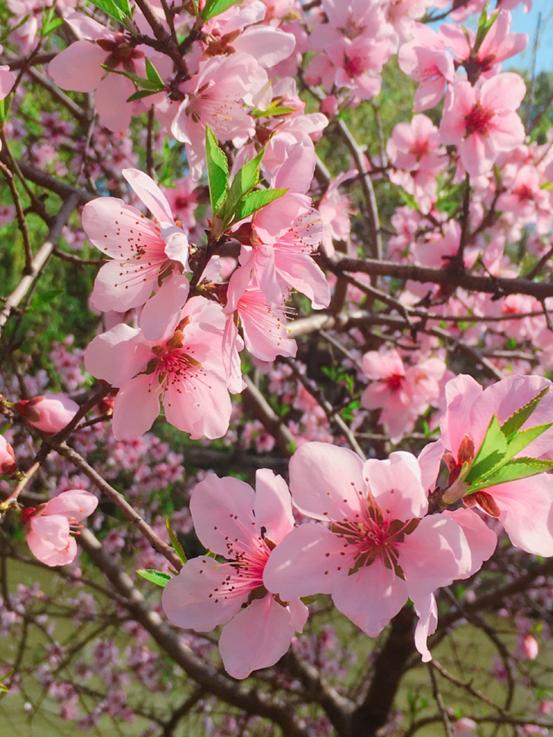 春天必打卡的樱花胜地顾村公园,顾村公园樱花照片视频