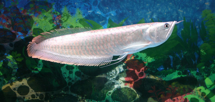 龙鱼是专业的观赏鱼吗,龙鱼为什么这么多鱼友