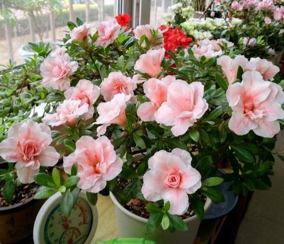 杜鹃花黄叶烂根怎么办,养杜鹃花窍门