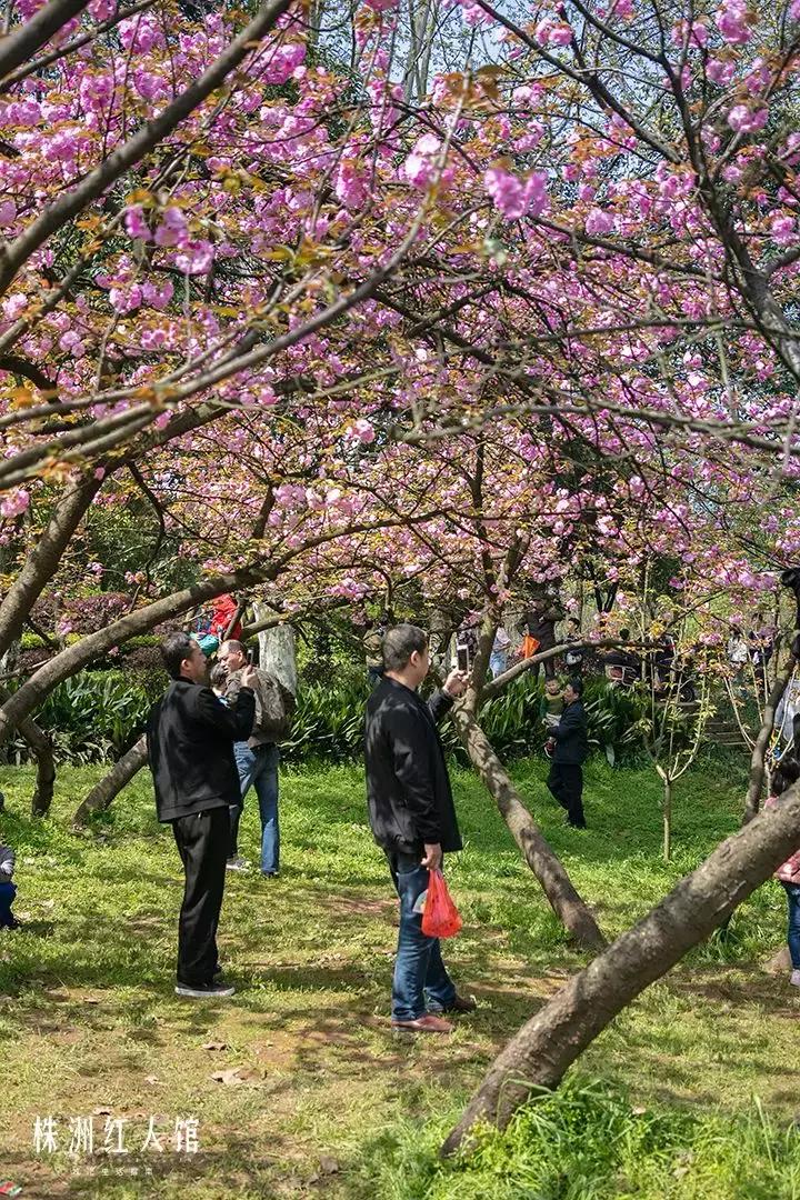 株洲神农公园的传说,株洲神农公园游览图