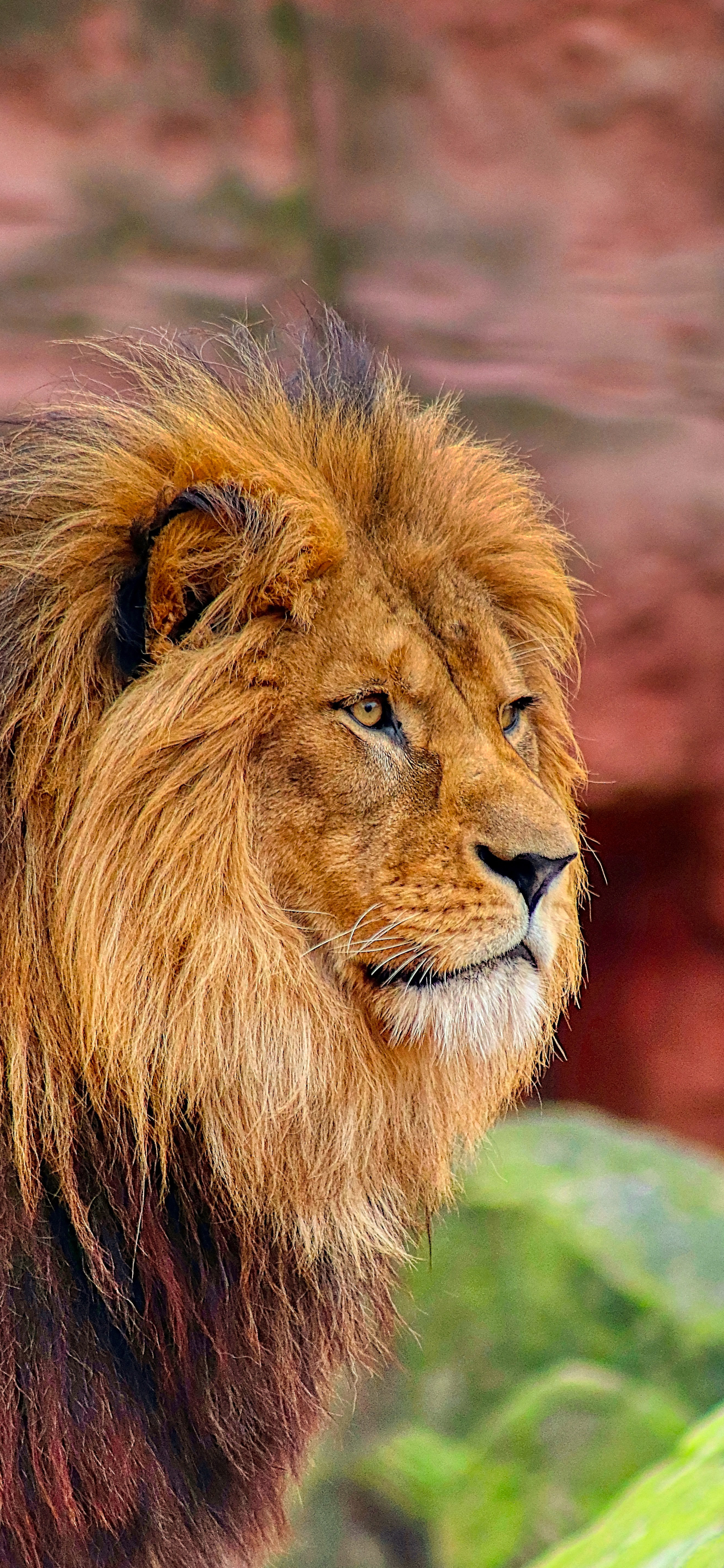 花鸟壁纸动物壁纸,动物壁纸高清手机壁纸