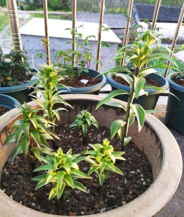 不会开花的百合绿植,株型小的百合花