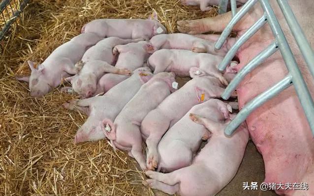 母猪乳房炎防治及措施,母猪乳房炎最快的治疗方法