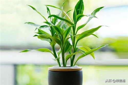 客厅能摆什么招财旺财,摆客厅招财最好摆什么