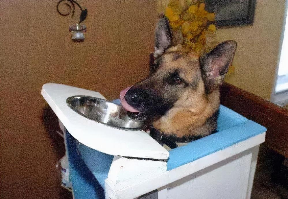 世界上最大的蟾蜍是,全世界最大的蟾蜍