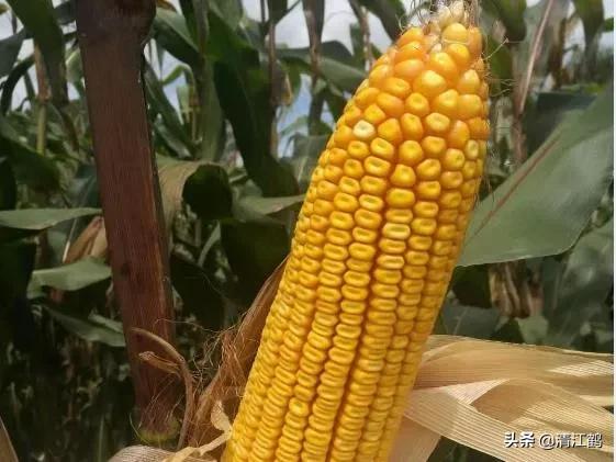 种子质量标准包括哪些,种子质量有问题造成减产怎么处理