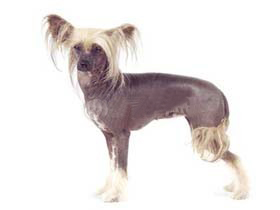 最受欢迎的四大宠物狗你养了吗,比较可爱乖巧的宠物狗有哪些