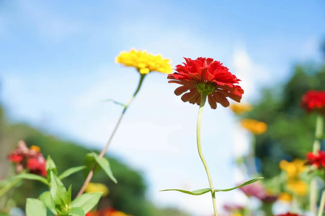 厦门最近哪里的花海最好看,江岭向日葵花海美成童话