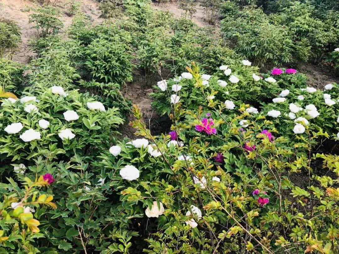 美若仙境免费,美若仙境公园怎样去