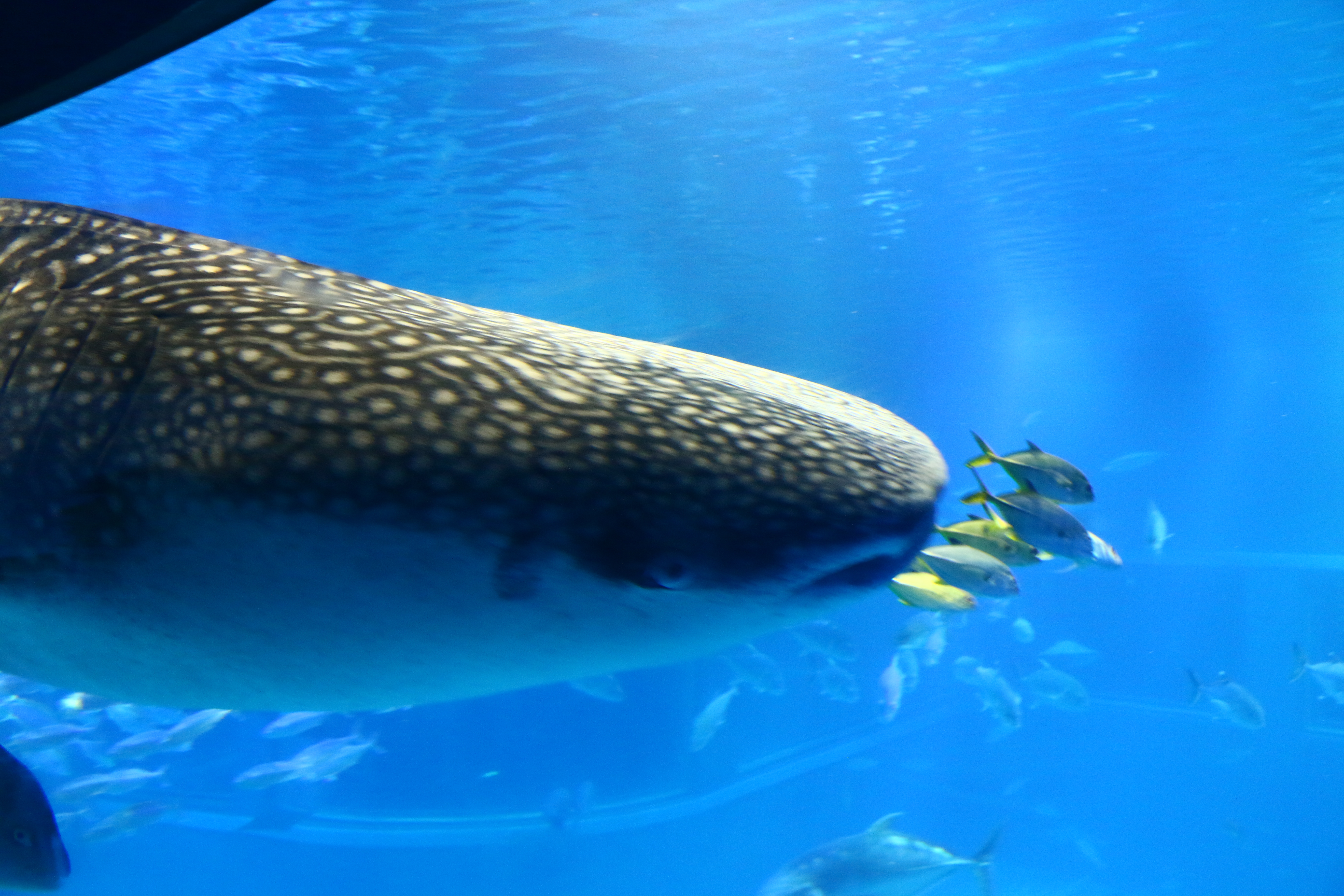 日本奈良自由行详细攻略,日本大阪京都自由行路线