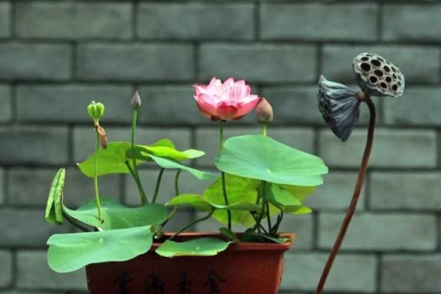 碗莲种子怎么种教程,碗莲种子怎样种植全过程