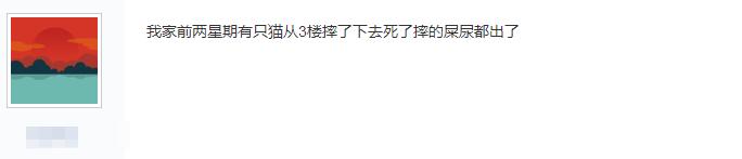 猫怎么做到高处摔不死,真相猫