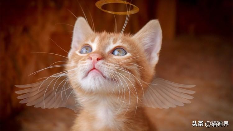 想让猫咪呆在原地,有什么方法有助于猫咪排泄