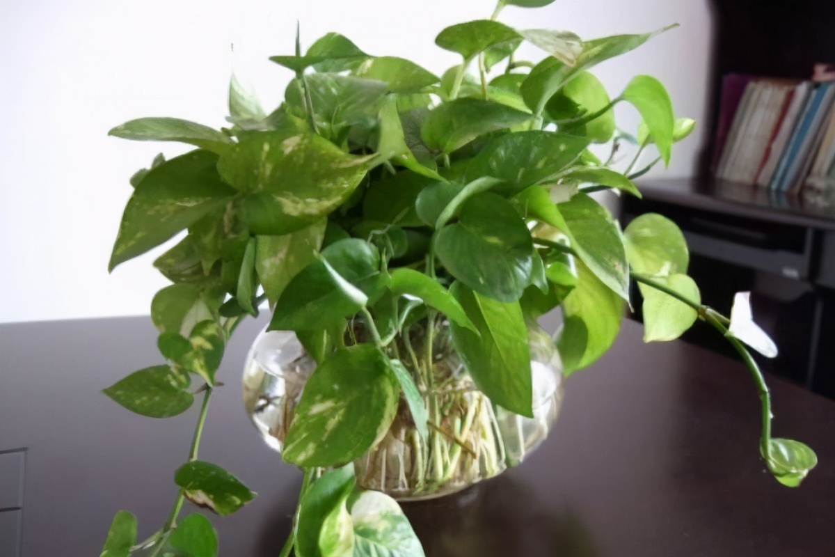 家里绿植吸收有害气体哪种更好,吸收有害气体释放氧气的绿植