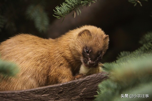 深山发现的神秘物种,最吓人的物种是什么
