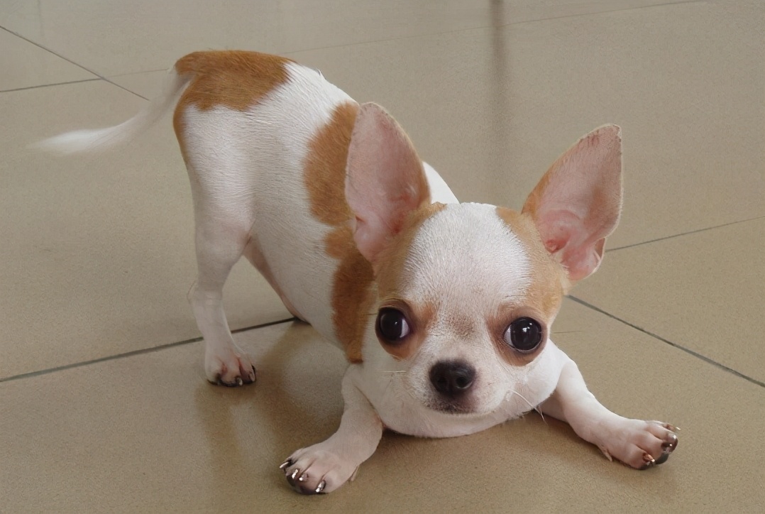 哪些犬种遗传病少,拉布拉多犬遗传病